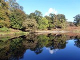 Dinefwr Mill pond