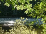 Light through leaves