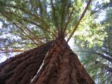 Mill Valley redwood
