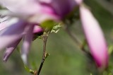 magnolia4
