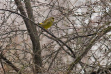 Carduelis chloris /9/ Greenfinch