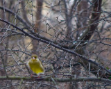   Carduelis chloris flowing with LOVE~PEACE~JOY like Johnutty 1