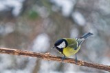 Parus major the tit