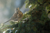Turdus pilaris KWICZOL- the fieldfare