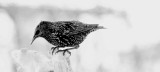  Sturnus vulgaris  SZPAK- the starling