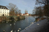 Odra river and swans