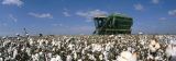 Cotton Harvest in the Delta  