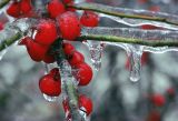 Berries on Ice