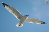 Seagull