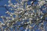 flowering tree