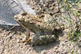 Toad
