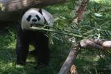 Panda (Mei Xiang )