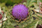 Flowering Artichoke