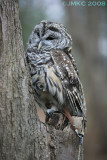 Barred Owl