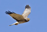 Male Northern Harrier