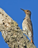 Female Northern Flicker