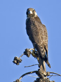 Peregrine Falcon <br> (Falco peregrinus)