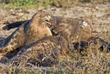 The hawk on the right is NOT on its back. Its right wing is bent backwards.