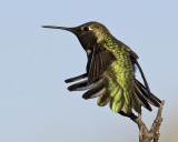 Annas Hummingbird