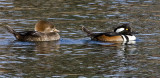 Hooded Mergansers <br> (Female and Male)