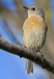 Western Bluebird