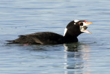 Male Surf Scoter - Down the hatch