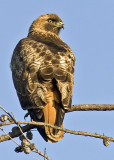 Red-tailed Hawk<br>(Note the worn feathers)