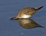 Greater Yellowlegs looking for a meal