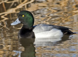 Greater Scaup Male <br>(Aythya marila)