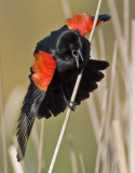 Red-winged Blackbird<br> (Agelaius phoeniceus)