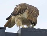 Red-tailed Hawk beginning meal of unidentified rodent