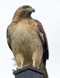 Red-tailed Hawk prior to its meal
