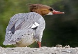 Female Common Merganser