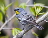 Yellow-rumped Warbler <br> (Dendroica coronta)