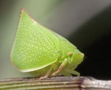 Green Plant hopper<br> (Siphanta acuta)