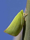 Green Plant hopper<br> (Siphanta acuta)