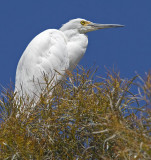 Snowy Egret<br>(Egretta thula)