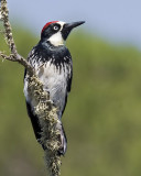 Acorn Woodpecker, male <br> (Melanerpes formicivorus)