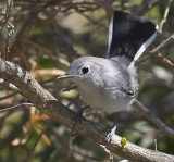 Blue-gray Gnatcatcher <br> (polioptila caerolea)