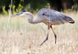 Great Blue Heron stalking a gopher<br> (Ardea herodias)