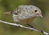 Huttons Vireo <br> (Vireo huttoni)