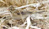Clay-colored Sparrow <br> (Spizella pallida)