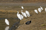 Great and Snowy Egrets patiently waiting for fish to be driven to the shoreline by cormorants.