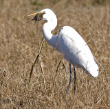 Great Egret <br>(Ardea alba)