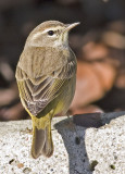 Palm Warbler<br>(Dendroica palmarum)