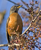 American Robin in Chinese Pistache