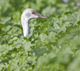 Immature Sandhill Crane in the tall weeds