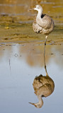 Immature Sandhill Crane