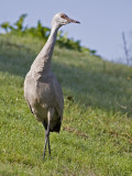 Immature Sandhill Crane