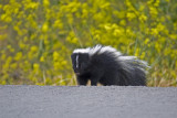 Striped Skunk comes up the slope to the road